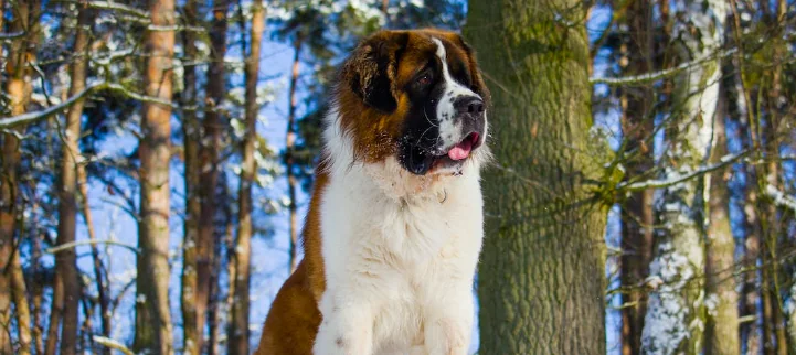 Morto Napoleone, il cane eroe dell’elisoccorso